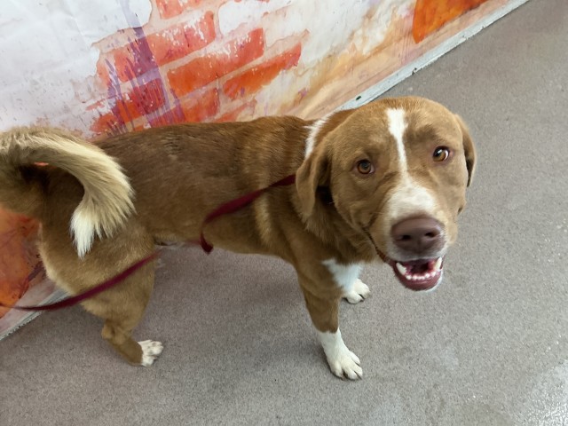 Shelter Stray Male Dog last seen LYNNWOOD, 333 Chandler Pl, San Bernardino, CA 92408, USA