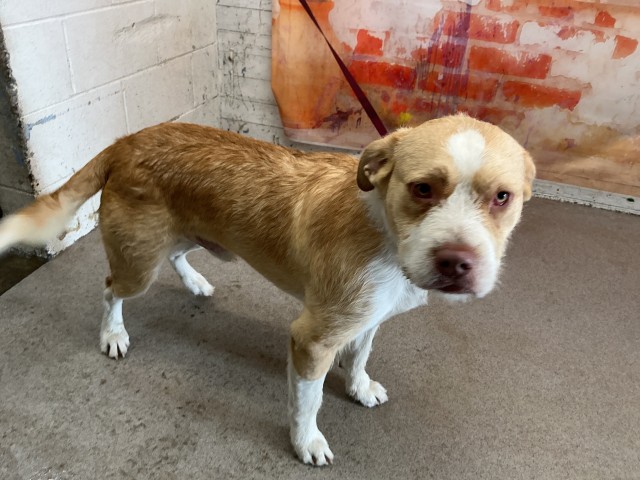 Shelter Stray Male Dog last seen LYNNWOOD, 333 Chandler Pl, San Bernardino, CA 92408, USA