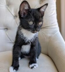 Shelter Stray Male Cat last seen , 957 N Gaffey St, San Pedro, CA 90731, USA