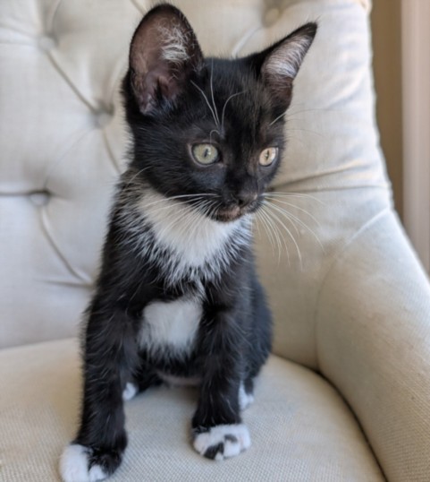 Shelter Stray Male Cat last seen , 957 N Gaffey St, San Pedro, CA 90731, USA