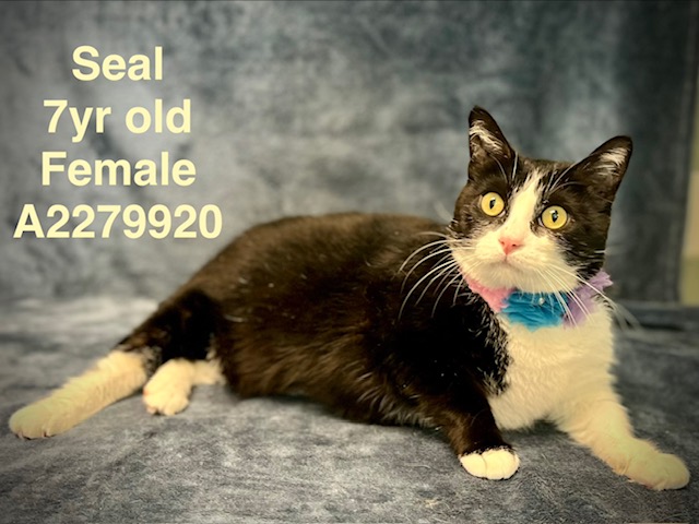 Shelter Stray Female Cat last seen , 14409 Vanowen St, Van Nuys, CA 91405, USA