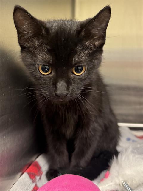 Shelter Stray Female Cat last seen Near BLOCK W 3860, 4522 W 3500 S, West Valley City, UT 84120, USA