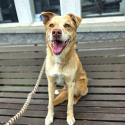 Shelter Stray Male Dog last seen Near BLK NEECE AVE LONG BEACH CA 90805, 7700 E Spring St, Long Beach, CA 90815, USA