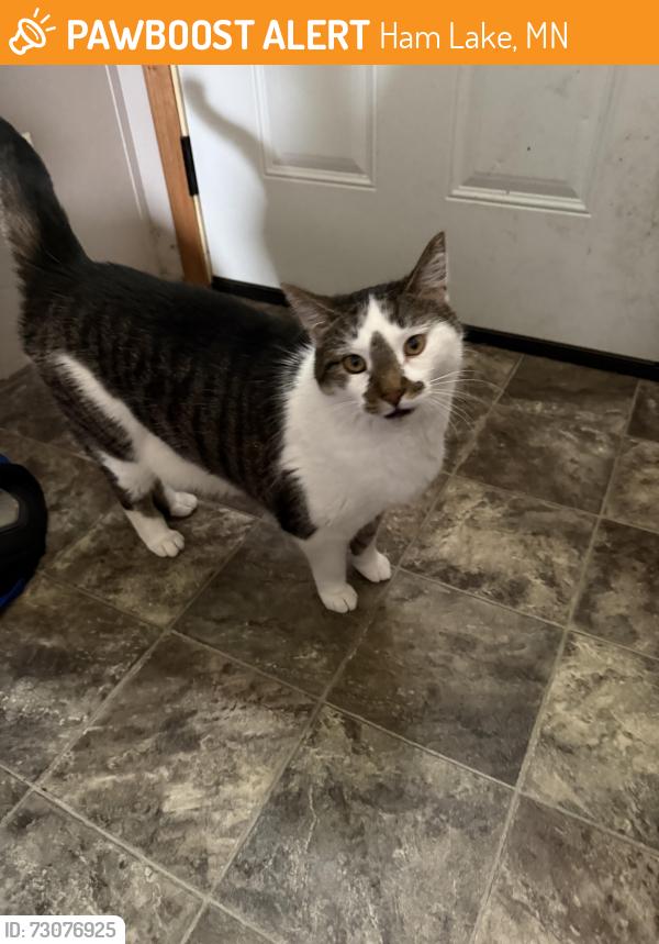 Found/Stray Female Cat last seen Ham lake lanes, Ham Lake, MN 55304