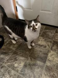 Found/Stray Female Cat last seen Ham lake lanes, Ham Lake, MN 55304