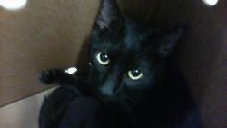Shelter Stray Male Cat last seen CHARLOTTE, 8315 Byrum Dr, Charlotte, NC 28217, USA