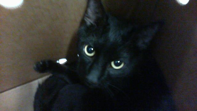 Shelter Stray Male Cat last seen CHARLOTTE, 8315 Byrum Dr, Charlotte, NC 28217, USA