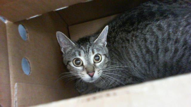 Shelter Stray Female Cat last seen CHARLOTTE, 8315 Byrum Dr, Charlotte, NC 28217, USA