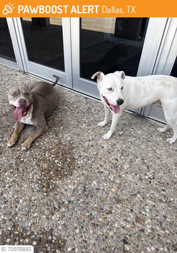 Found/Stray Male Dog last seen Fawn Ridge and Tribune, Dallas, TX 75224