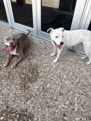 Found/Stray Male Dog last seen Fawn Ridge and Tribune, Dallas, TX 75224