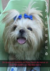Lost Female Dog last seen San rafael, Palm Springs, CA 92262