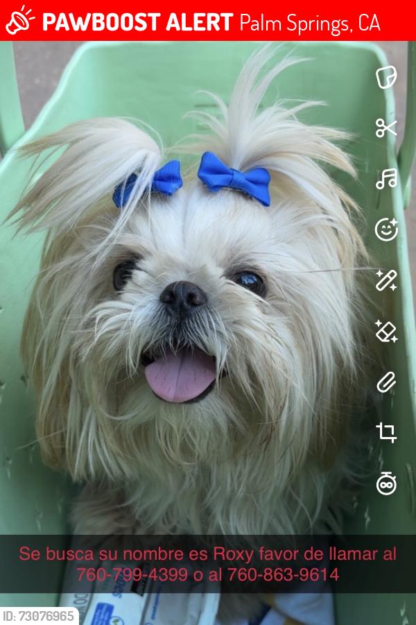 Lost Female Dog last seen San rafael, Palm Springs, CA 92262