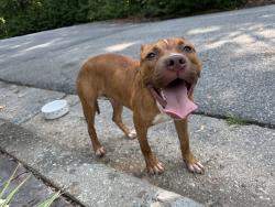 Found/Stray Male Dog last seen Dolley Madison rd, Greensboro, NC 27410