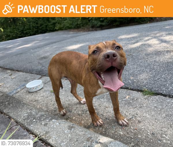 Found/Stray Male Dog last seen Dolley Madison rd, Greensboro, NC 27410