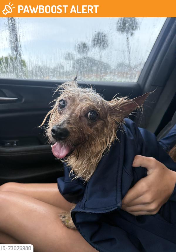 Found/Stray Male Dog last seen Hagen Ranch Road and Lantana, Palm Beach County, FL 33467