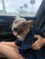 Found/Stray Male Dog last seen Hagen Ranch Road and Lantana, Palm Beach County, FL 33467