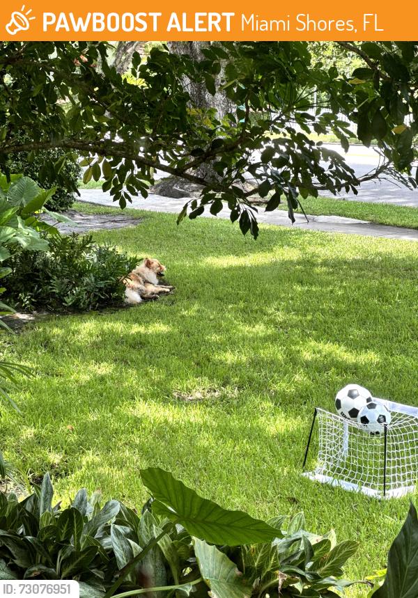 Found/Stray Unknown Dog last seen NE 96th Street between NE 10th and 12th Ave. Miami Shores, Miami Shores, FL 33138