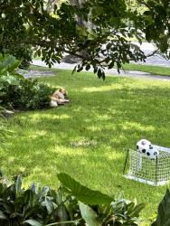 Found/Stray Unknown Dog last seen NE 96th Street between NE 10th and 12th Ave. Miami Shores, Miami Shores, FL 33138