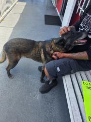 Found/Stray Male Dog last seen 16th st, San Diego, CA 92154