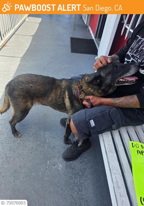 Found/Stray Male Dog last seen 16th st, San Diego, CA 92154