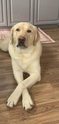 Reunited Male Dog last seen Corner of Overbrook Street and Tulane, Port Charlotte, FL 33954