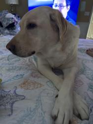 Reunited Male Dog last seen Tulane street , Port Charlotte, FL 33954