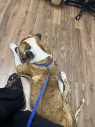 Found/Stray Male Dog last seen Right before you stop to turn onto E 1ST street to go to XNA, Bentonville, AR 72718