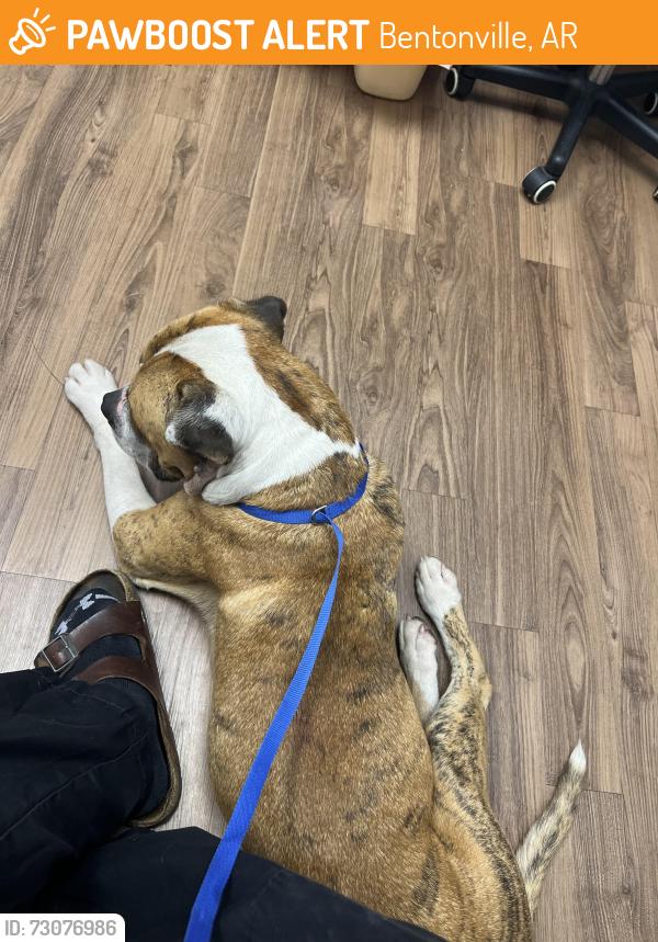 Found/Stray Male Dog last seen Right before you stop to turn onto E 1ST street to go to XNA, Bentonville, AR 72718