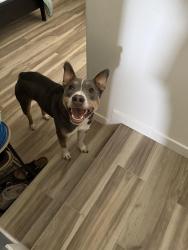 Lost Male Dog last seen Ash and pitchard, Fullerton, CA 92833