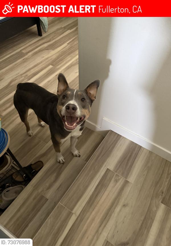 Lost Male Dog last seen Ash and pitchard, Fullerton, CA 92833