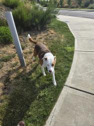 Found/Stray Female Dog last seen Liberty Ridge development near Emerald Ridge High School, South Hill, WA 98374