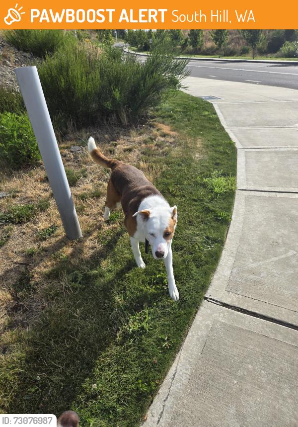 Found/Stray Female Dog last seen Liberty Ridge development near Emerald Ridge High School, South Hill, WA 98374