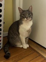 Lost Male Cat last seen AVON PL, Staten Island, NY 10301