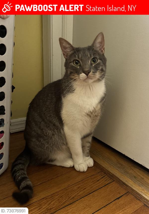 Lost Male Cat last seen AVON PL, Staten Island, NY 10301