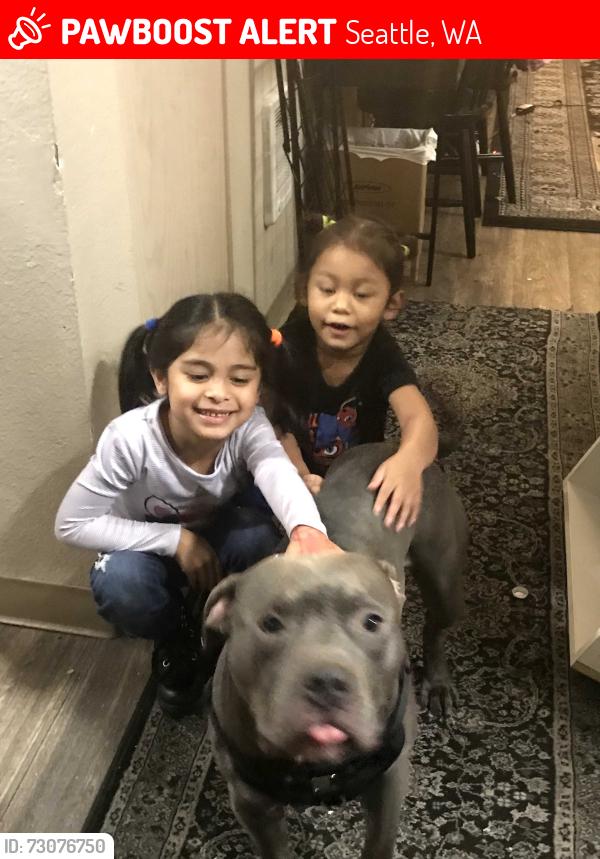 Lost Male Dog last seen alaska junction west seattle near totem poles off 35th st sw and alaska st sw, Seattle, WA 98126