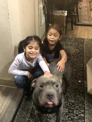 Lost Male Dog last seen alaska junction west seattle near totem poles off 35th st sw and alaska st sw, Seattle, WA 98126