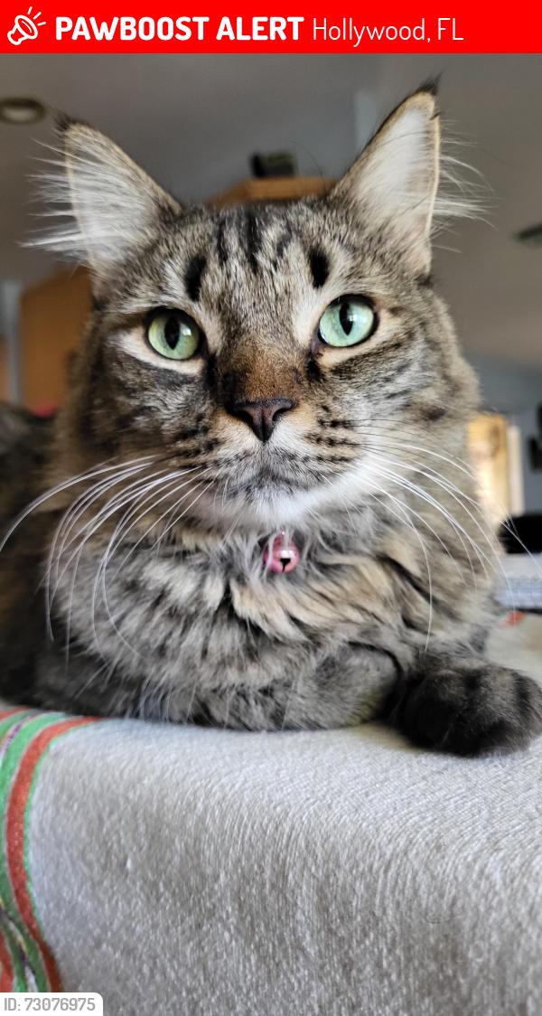 Lost Male Cat last seen 35th Avenue south of Memorial Regional Hospital, Hollywood, FL 33021