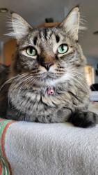 Lost Male Cat last seen 35th Avenue south of Memorial Regional Hospital, Hollywood, FL 33021