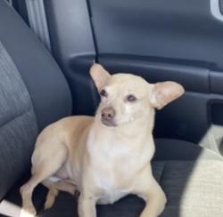 Lost Male Dog last seen Meadowlakes area by Iron Horse Golf Course, North Richland Hills, TX 76180