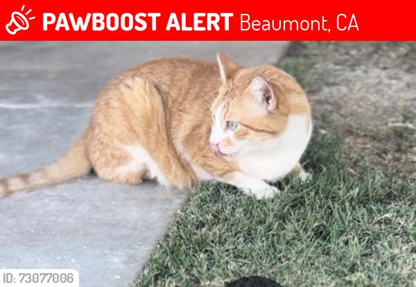 Lost Male Cat last seen Highland ct and glen hill, Beaumont, CA 92223