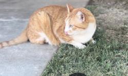 Lost Male Cat last seen Highland ct and glen hill, Beaumont, CA 92223