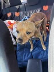Found/Stray Male Dog last seen S 49th St & Cutting Blvd, Richmond, CA 94804