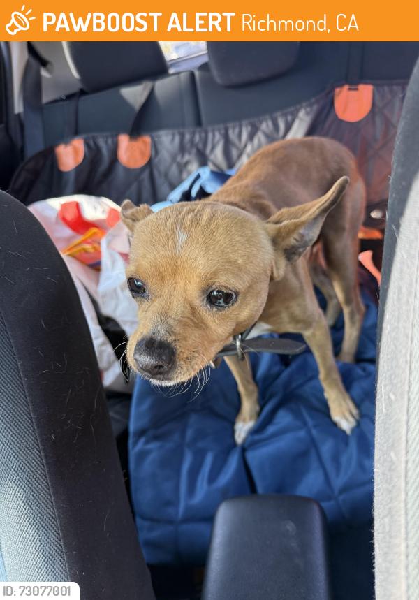 Found/Stray Male Dog last seen S 49th St & Cutting Blvd, Richmond, CA 94804