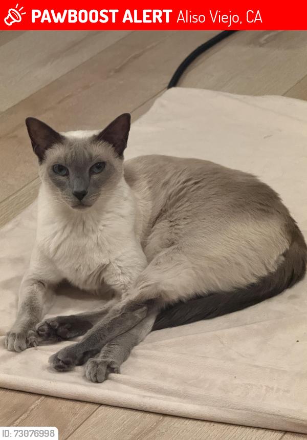 Lost Female Cat last seen Near Palm Harbor, Aliso Viejo, CA 92656
