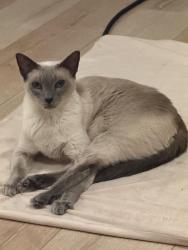 Lost Female Cat last seen Near Palm Harbor, Aliso Viejo, CA 92656