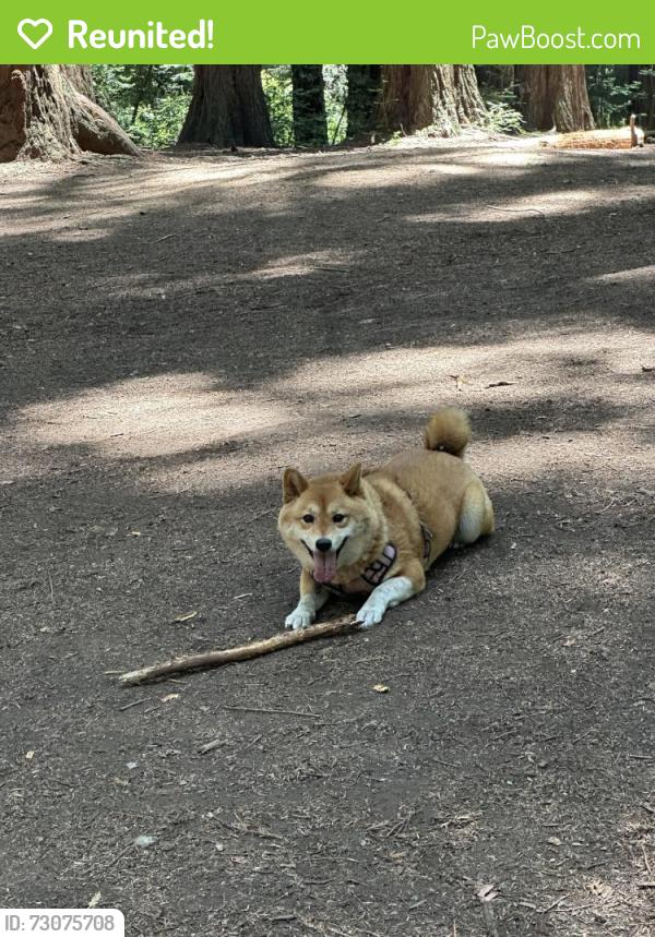 Reunited Female Dog last seen Sailsbury , Oakland, CA 94601