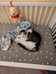 Lost Male Cat last seen Ellsworth and Via da Palm, Queen Creek, AZ 85142