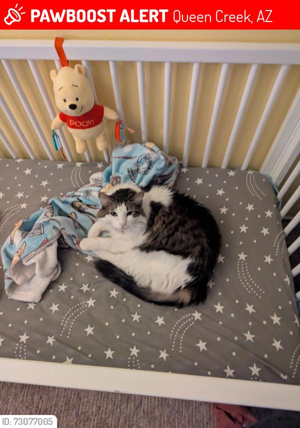 Lost Male Cat last seen Ellsworth and Via da Palm, Queen Creek, AZ 85142