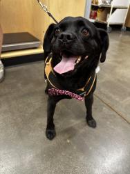 Reunited Male Dog last seen Roswell rd, Cobb County, GA 30062