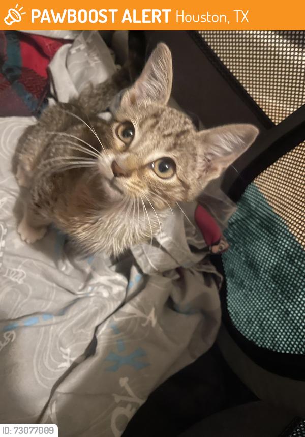 Found/Stray Unknown Cat last seen Autumn Pines Trl, Houston, TX 77084